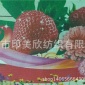 全棉帆布数码印花/全棉帆布直喷印花/全棉帆布3D印花